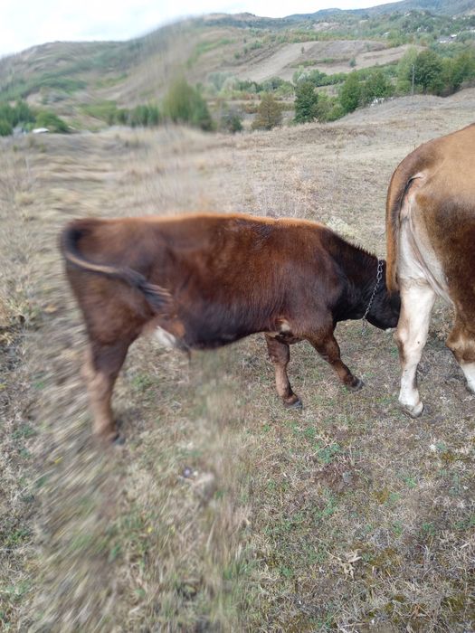 Vand taur varsta 9 luni