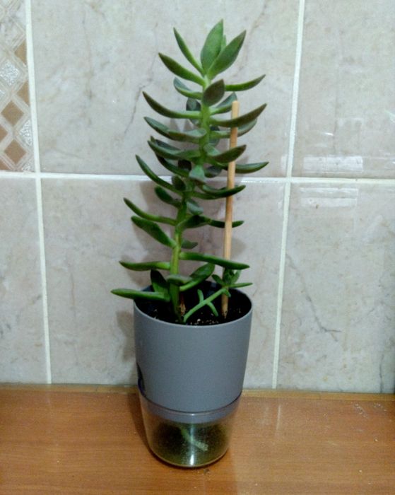 Продам комнатное растение (суккулент)