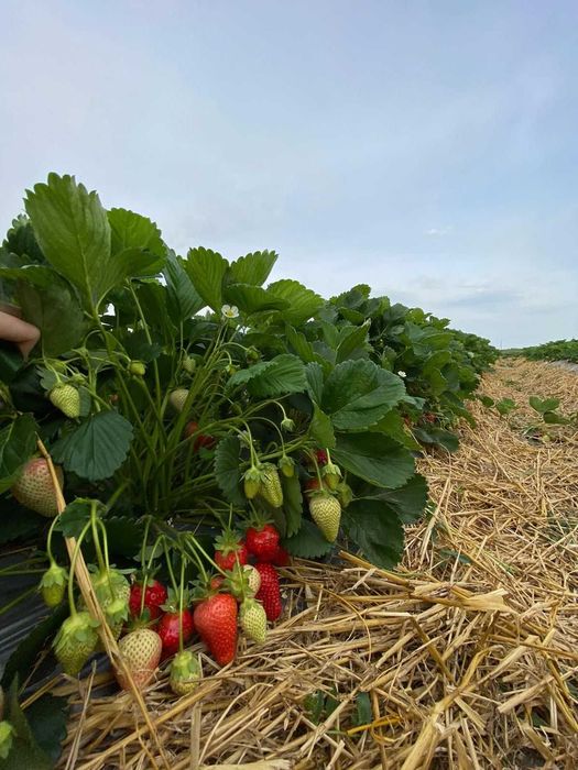 Capsuni, stoloni albion