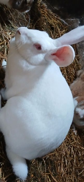 Iepuri hycole francez gulerati