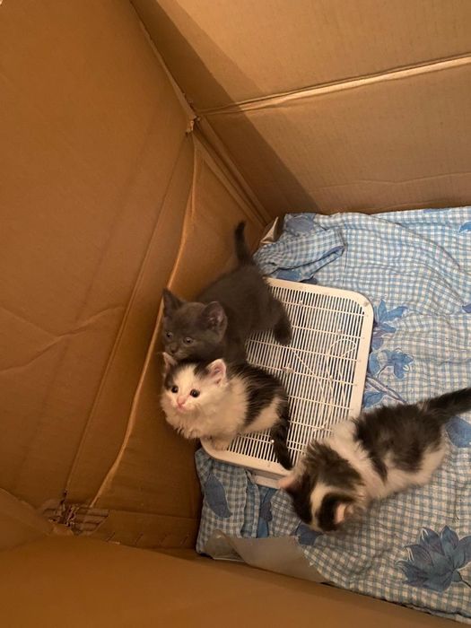 Котята в добрые руки, бесплатно