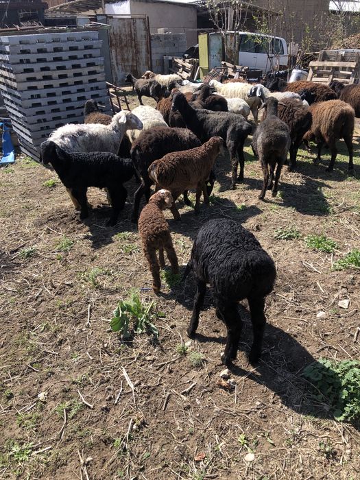 Қозылы қой сатылады