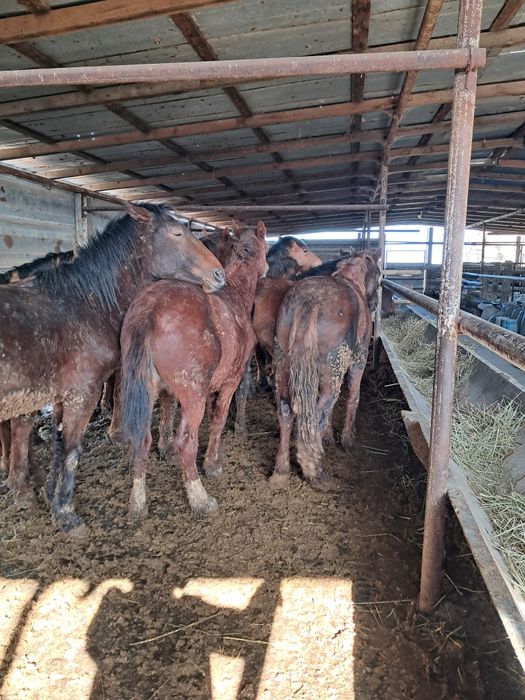 Жирные лошади 20 голов