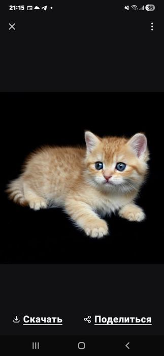 Кошечки и котики  окрас шиншилла