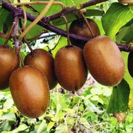 Kiwi soiuri rezistente