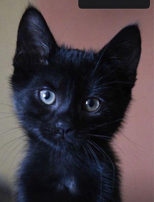 Котята от кошки-крысолова.