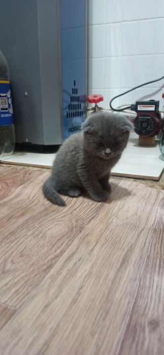 Продам веслоухих котят