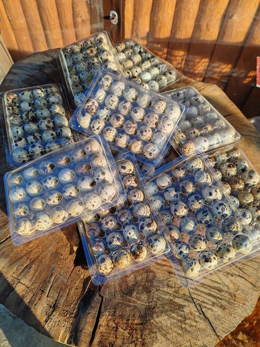 Ouă de prepeliță