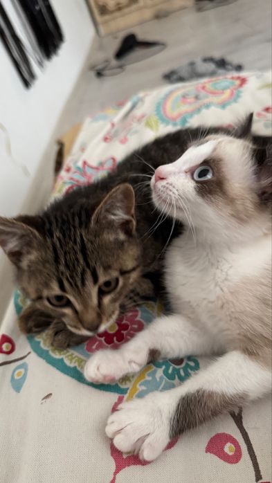 Сиамский котенок