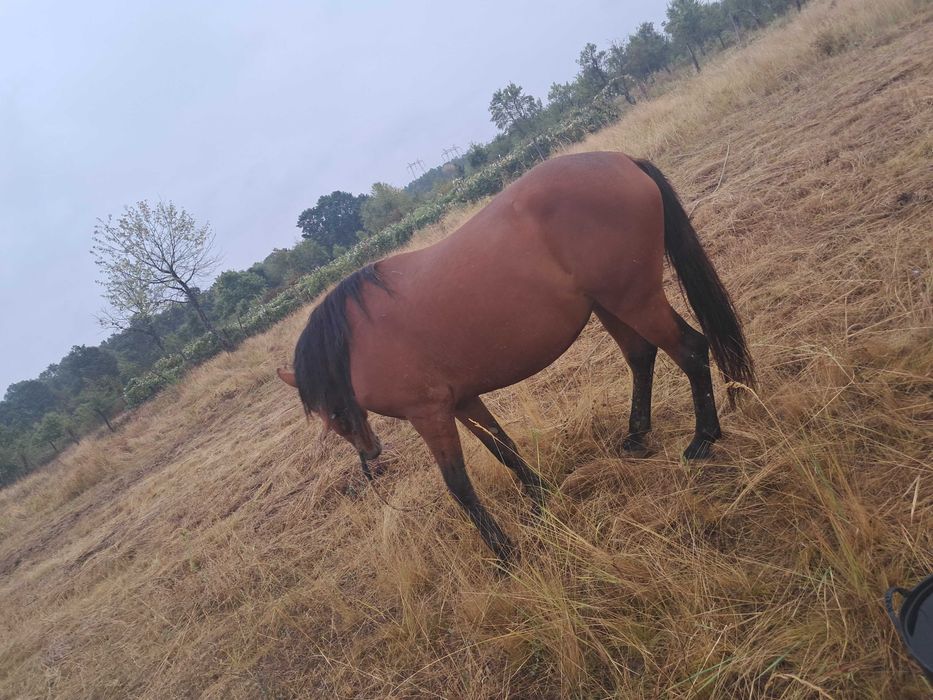 Vând iapă vârstă 4 ani