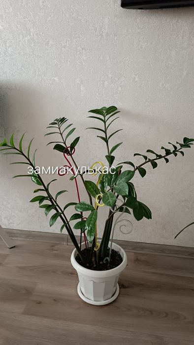 Комнатные растения