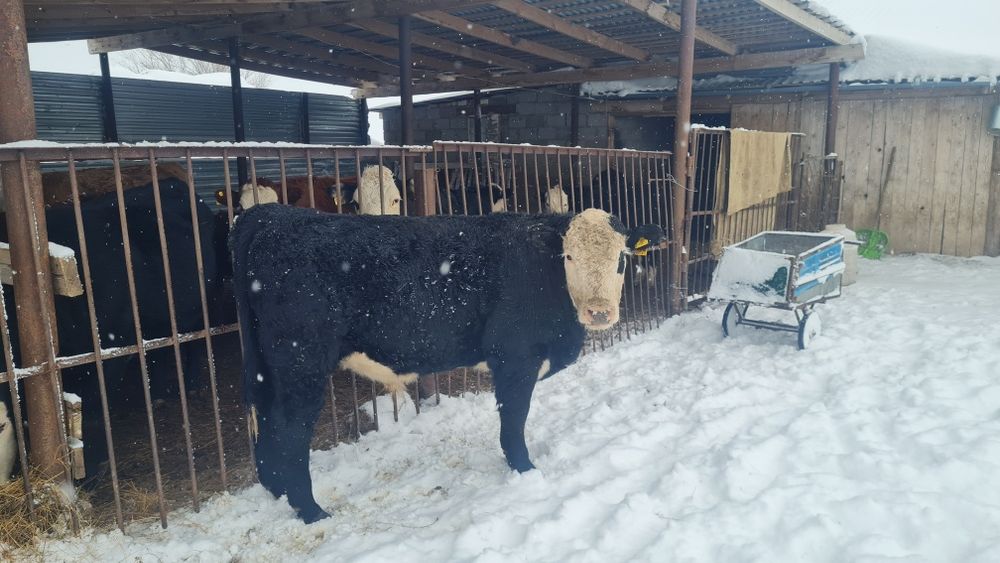 Бұқалар (бычки) сатамын