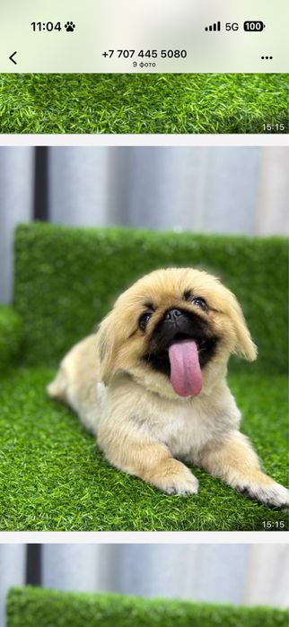 Отдам собаку пород пекинес