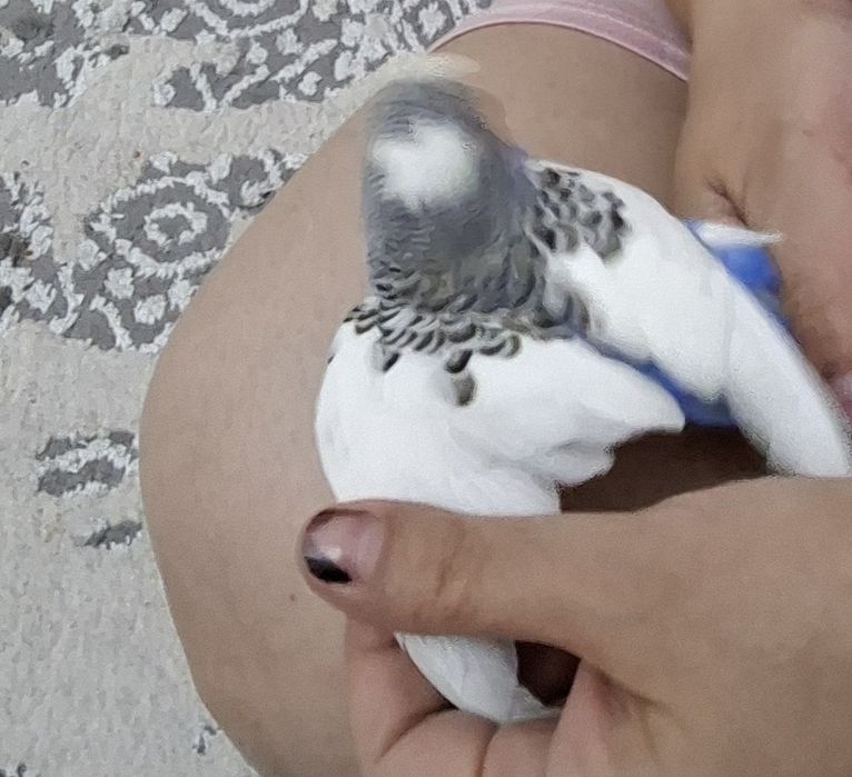 Tuti qushlar.Волнистый папугай