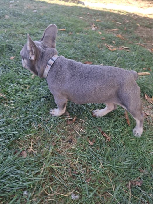 Bulldog francez mascul