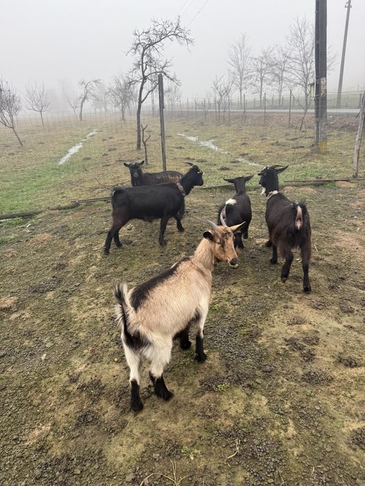 Vand 4 metis murcian cu alpine capre si un tap