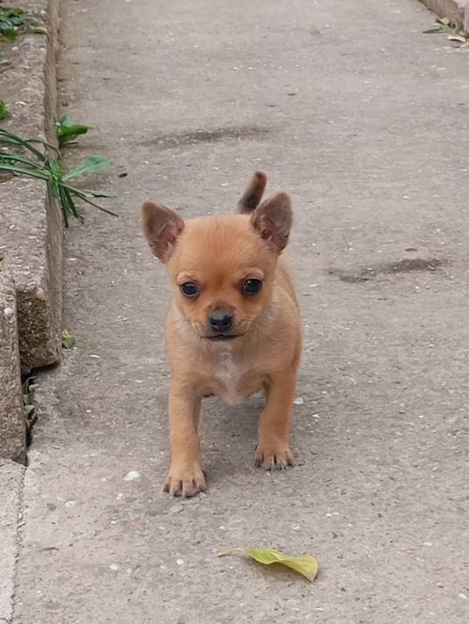 Свободен  женски чихуу пинчер