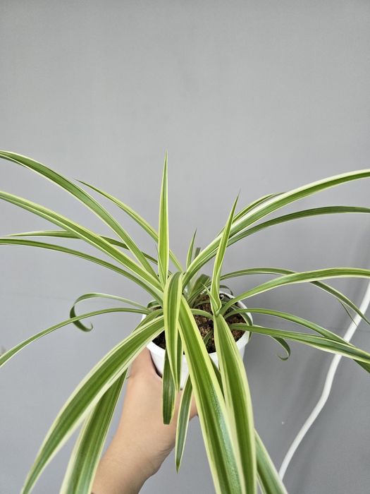 Продам хлорофитум вариегатный 2000