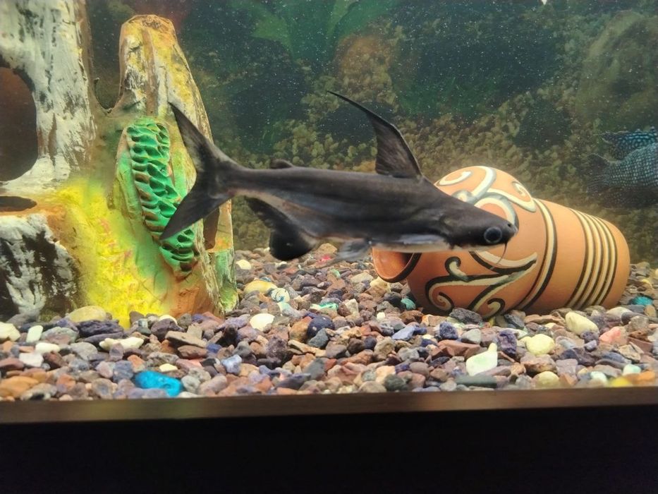 Хишник акула сотилади