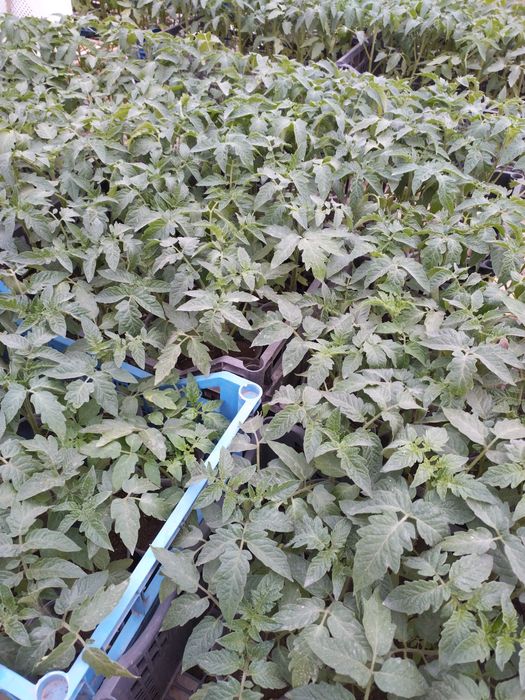 Разсад ранни домати