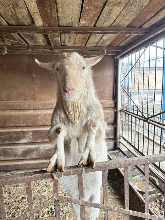 Теке сатылады. Түркістан