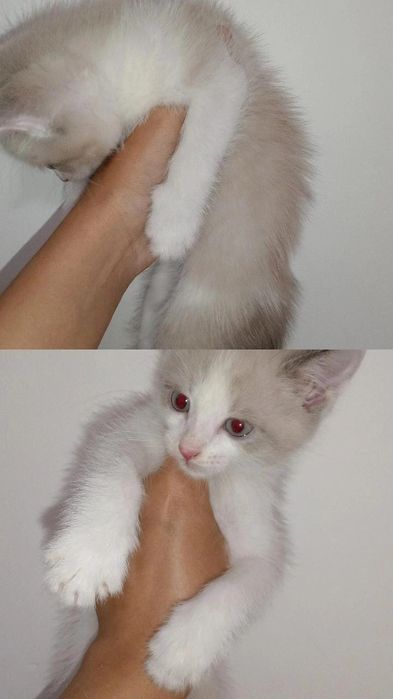 Котята 2 месяца.