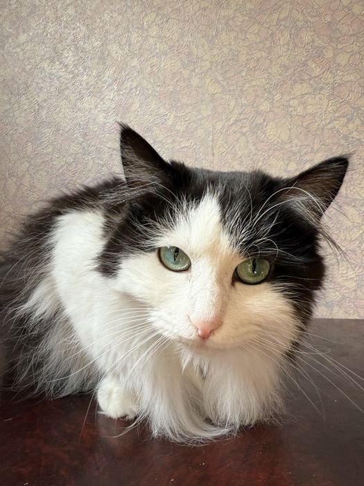 Отдам кошку в добрые руки