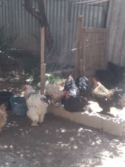 Брама куры петухи