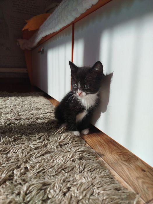 Отдам котят в хорошие руки