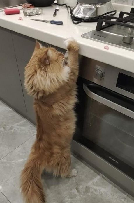 Девочка мейнкун с родословной