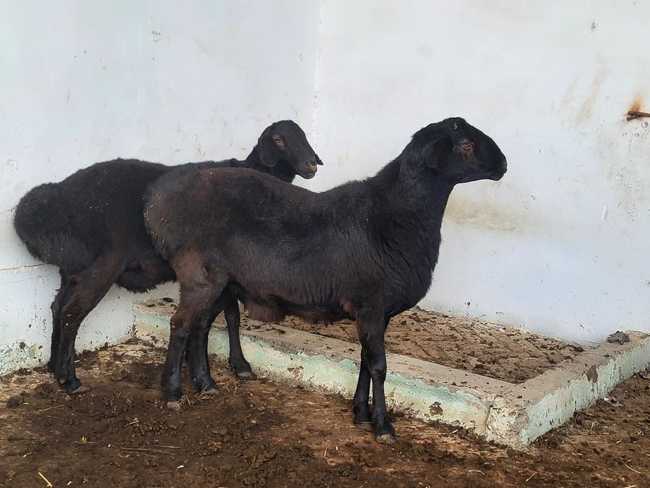 Мммммммсссмммммммм