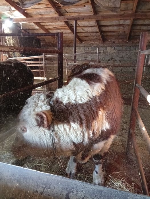 Бык акбас Ангус чистый племеной