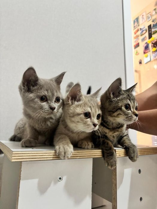 Кошки шатландские