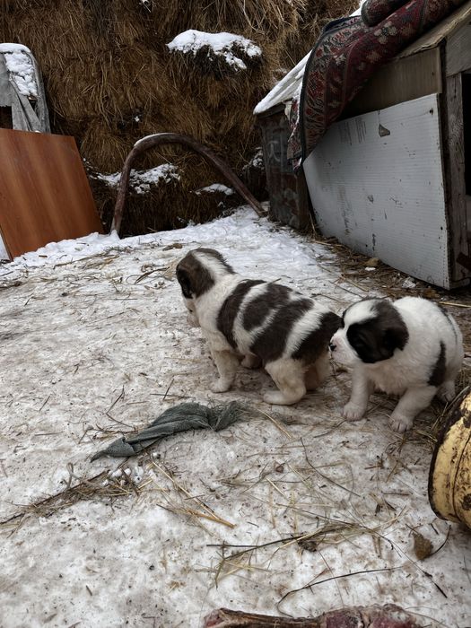 Продам щенков осталось два в продаже