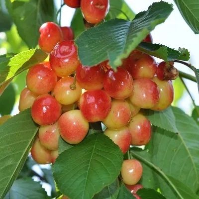 Cires amar soiul galata