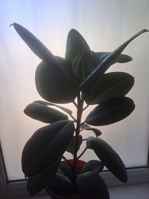 Цветы Гүлдер гүл