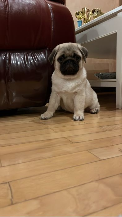 Fetita pug cu pedigree FCI