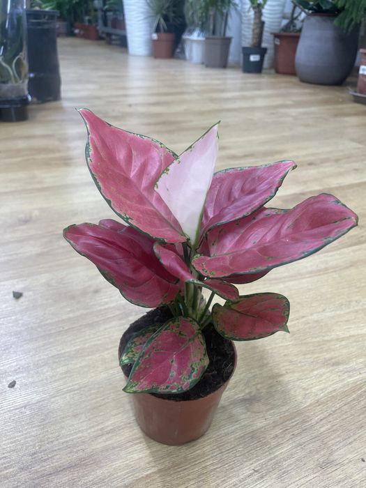 комнатные растении