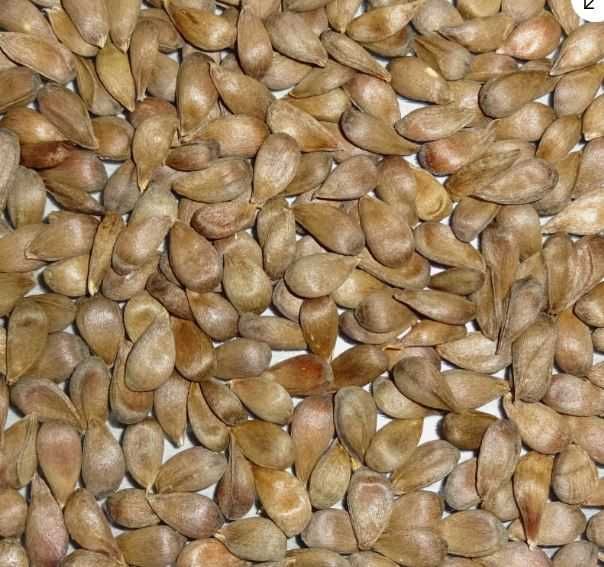 100 БИО ябълкови семена, различни сортове НОВО