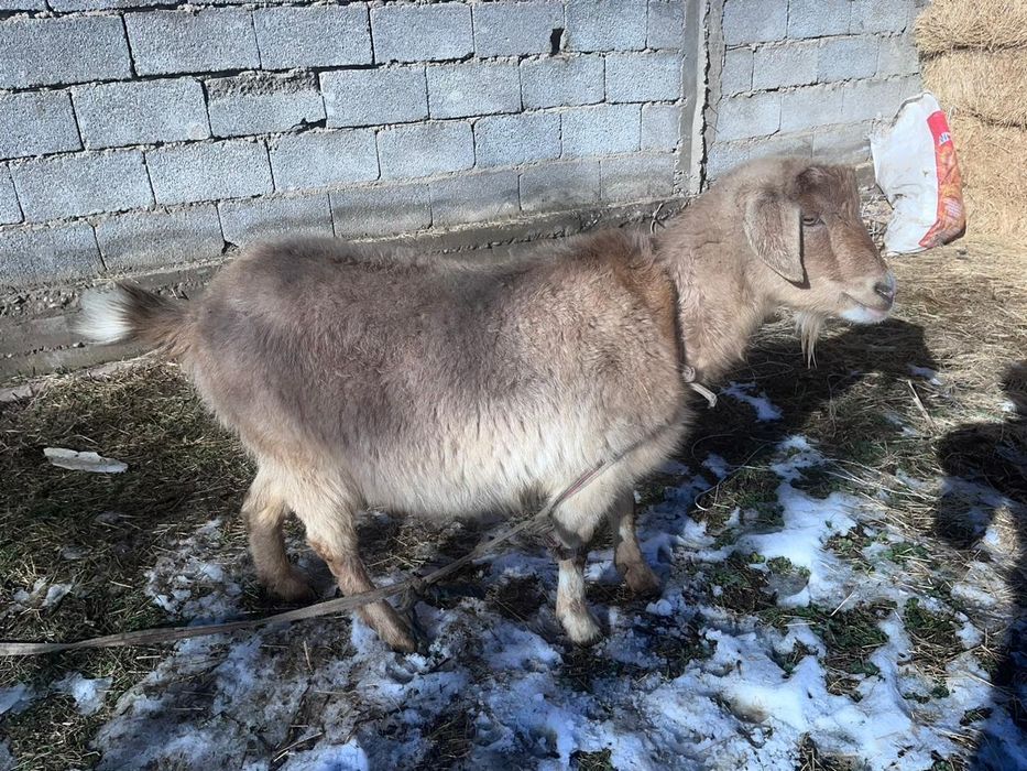 Ешки ургашы, жас ешки