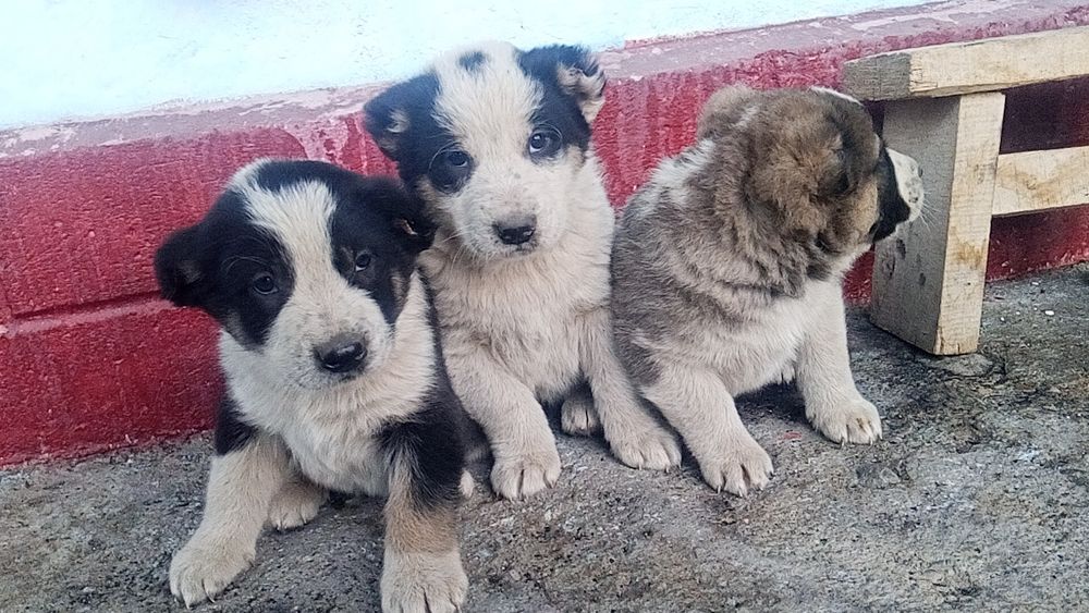 Алабай күшіктерр