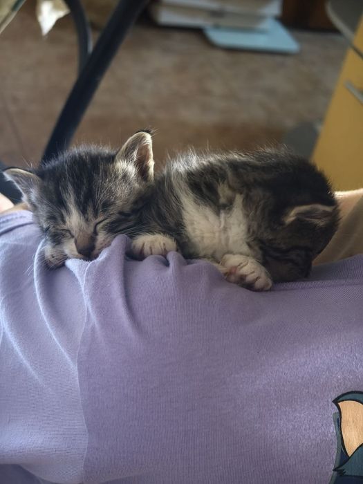 Крошки котята, 1 мес, девочки