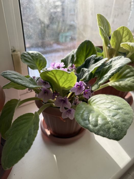 Домошние цветы. Фиалки