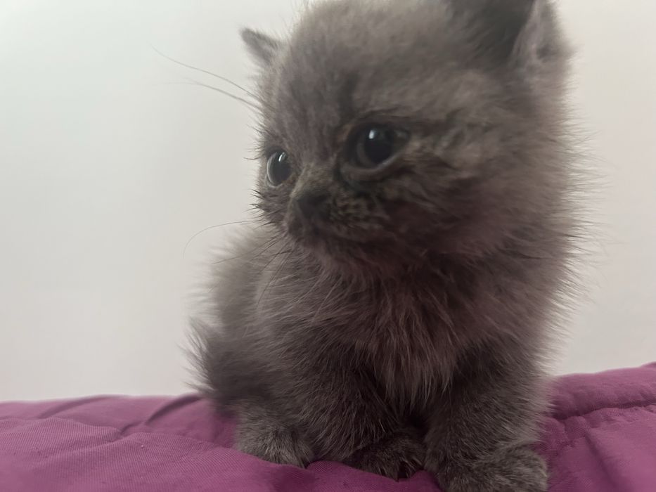 Британский котик