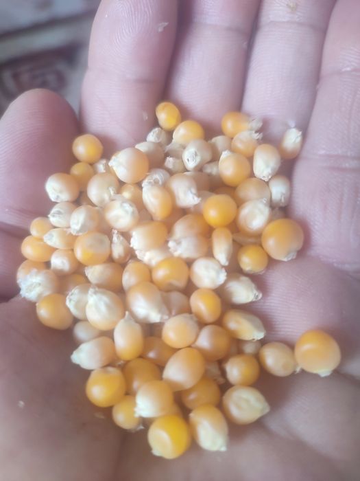 Кукуруз поп корн