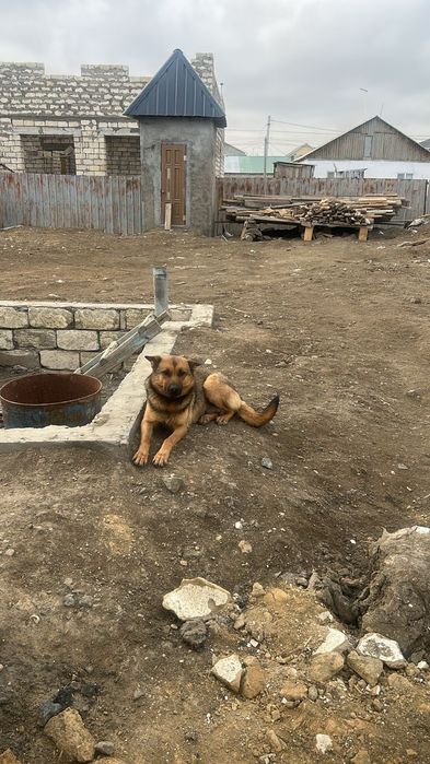 Продается собака и 6 щенкоа