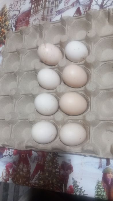 Oua incubat de la gaini pitice