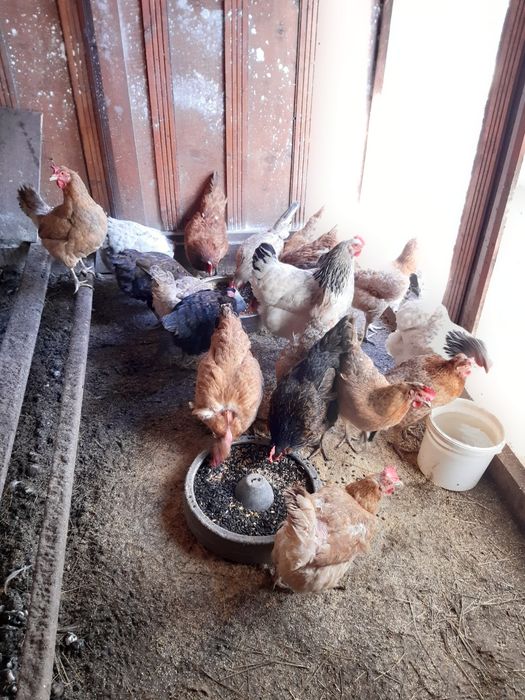 Vând găini care fac oua verzi-turcoaz