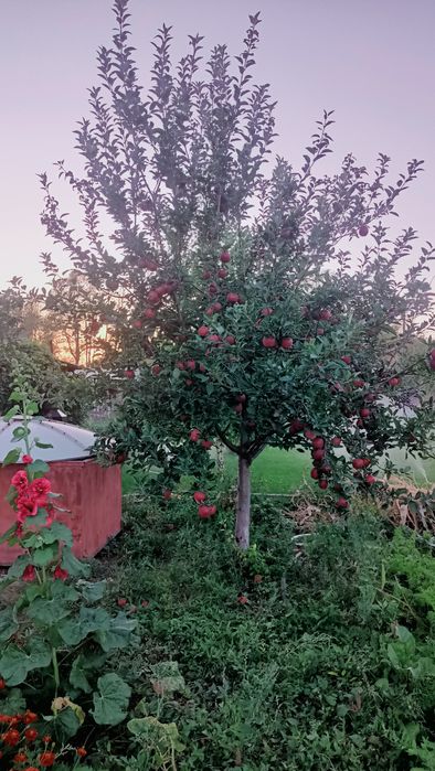 Продам дачу с домиком