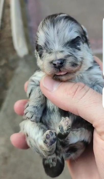 Продам щенков шпица